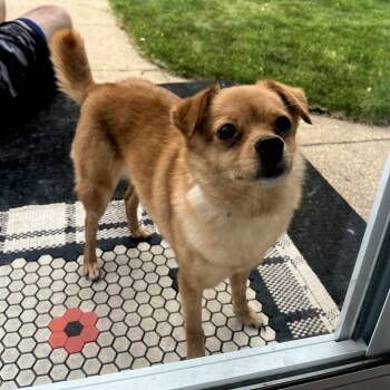 Chihuahua and Mixed Breed Dogs Available for Adoption in Minnetonka, Minnesota - Bliss D69407 | PetCurious