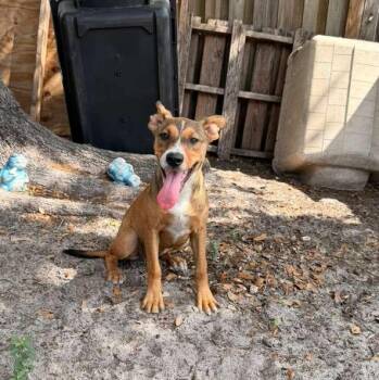 Wanda -  German Shepherd Dog Dog for Adoption in Town 