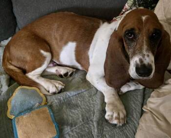 Rescue Basset Hound Dogs for Adoption in Vadnais Heights, Minnesota - Nilla | PetCurious