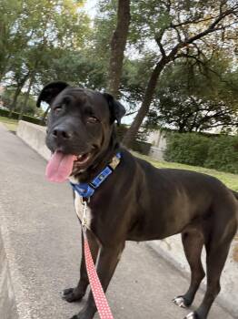 Cane Corso Dogs Available for Adoption in Dallas, Texas - Primrose | PetCurious