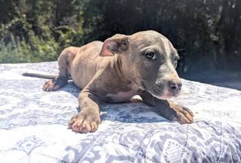 LIBBY -  Pit Bull Terrier Dog for Adoption in Fosters, Alabama - LIBBY | PetCurious