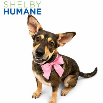Polly -  Mixed Breed Dog for Adoption in Columbiana, Alabama - Polly | PetCurious