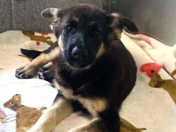 WINDY -  German Shepherd Dog Dog for Adoption in Tustin, California - WINDY | PetCurious