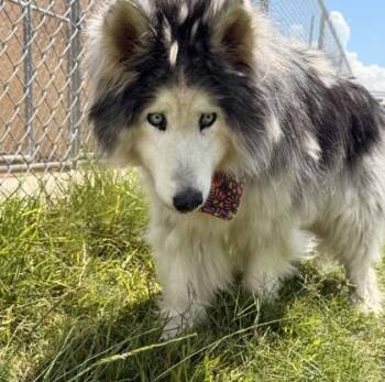 Blade -  Husky and Mixed Breed Dog Available for Adoption in Balch Springs, Texas - Blade | PetCurious