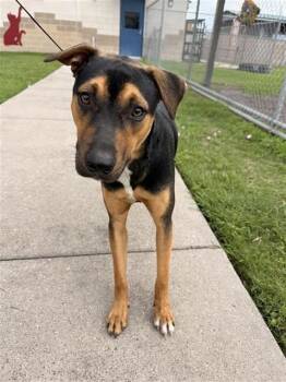 Pit Bull Terrier and Rottweiler Dogs Available for Adoption in Corpus Christi, Texas - PEPA | PetCurious