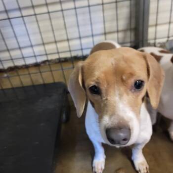 Walter -  Beagle and Mixed Breed Dog for Adoption in Smithfield, North Carolina - Walter | PetCurious