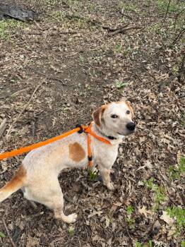 Mixed Breed Dogs Available for Adoption in Liverpool, New York - Loki | PetCurious
