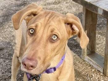 Rescue Mixed Breed Dogs for Adoption in Georgetown, Texas - Momo | PetCurious