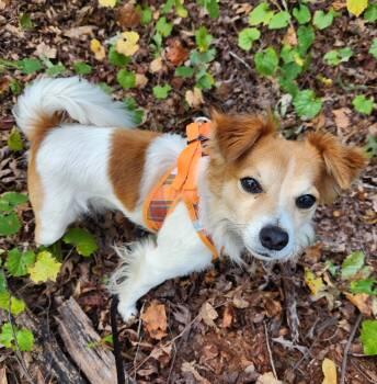 Rescue Papillon and Jack Russell Terrier Dogs for Adoption in Pelzer, South Carolina - Tic Tac | PetCurious