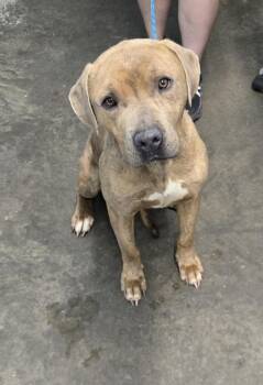Pit Bull Terrier and Cane Corso Dogs Available for Adoption in Evansville, Indiana - Tank | PetCurious