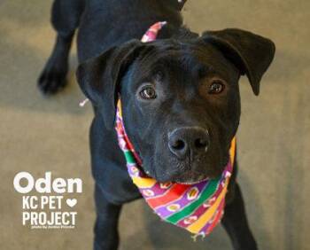 Labrador Retriever and Mixed Breed Dogs Available for Adoption in Kansas City, Missouri - Oden | PetCurious