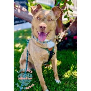 Sydney -  Australian Cattle Dog Blue Heeler and Australian Shepherd Dog for Adoption in Inglewood, California - Sydney | PetCurious