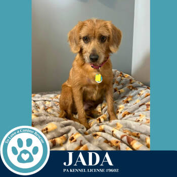 Rescue Beagle and Terrier Dogs for Adoption in Kimberton, Pennsylvania - Jada (Mom To Peter Pan Pups) 111525 | PetCurious