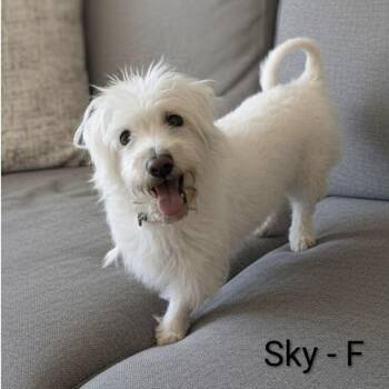 Terrier and Mixed Breed Dogs Available for Adoption - Sky | PetCurious