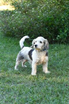 Rescue Terrier Dogs for Adoption in Bonifay, Florida - Jimmy (Coming Soon) | PetCurious
