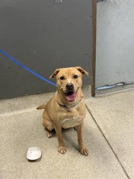 American Staffordshire Terrier Dogs Available for Adoption in Tallahassee, Florida - NOVA | PetCurious