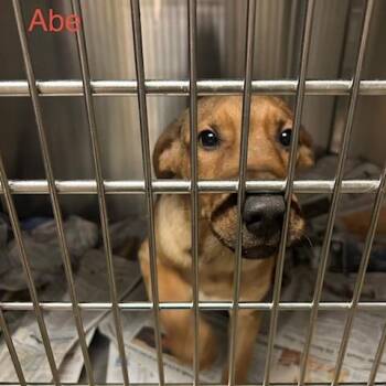 Abe -  Mixed Breed Dog for Adoption in Knoxville, Tennessee - Abe | PetCurious