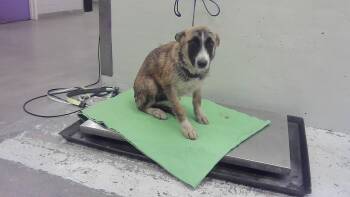 DANY -  Belgian Shepherd Malinois Dog for Adoption in Houston, Texas - DANY | PetCurious