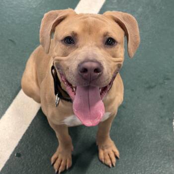 Mixed Breed Dogs Available for Adoption in Oak Brook, Illinois - Noodle | PetCurious