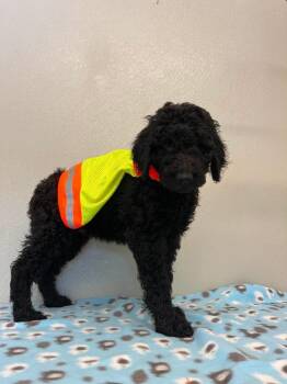 The Addams Family : Fester -  Goldendoodle Dog for Adoption in Osgood, Indiana - The Addams Family : Fester | PetCurious