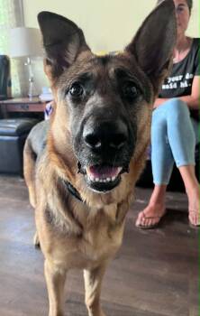 German Shepherd Dog Dogs Available for Adoption in Green Cove Springs, Florida - Darby | PetCurious