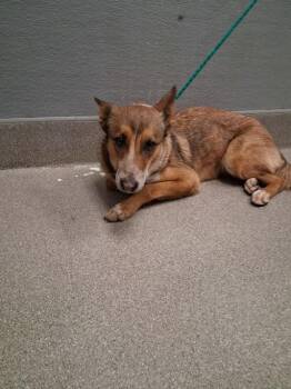 GRECIA -  German Shepherd Dog and Mixed Breed Dog for Adoption in Las Vegas, Nevada - GRECIA | PetCurious