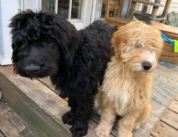 Labrador Retriever and Poodle Dogs Available for Adoption - Jet | PetCurious