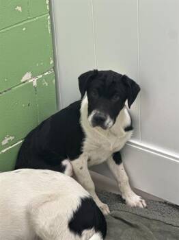 Labrador Retriever and Mixed Breed Dogs Available for Adoption in Omaha, Nebraska - XENA: WARRIOR PRINCESS | PetCurious