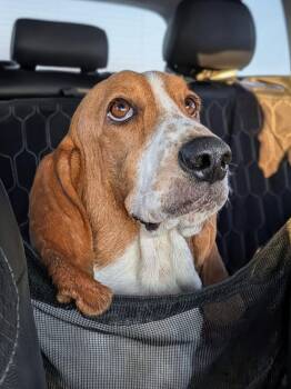 Beans -  Basset Hound Dog for Adoption in Tulsa, Oklahoma - Beans | PetCurious