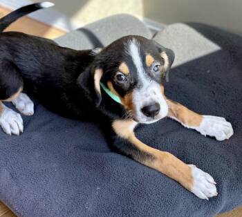 Bernice -  Beagle and Bernese Mountain Dog Dog for Adoption in Austin, Texas - Bernice | PetCurious