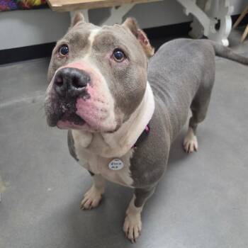 Gloria -  Pit Bull Terrier and Mixed Breed Dog for Adoption in Normal, Illinois - Gloria | PetCurious