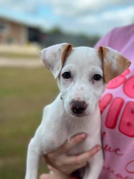Anna -  Terrier and Mixed Breed Dog for Adoption in Saugus, Massachusetts - Anna | PetCurious