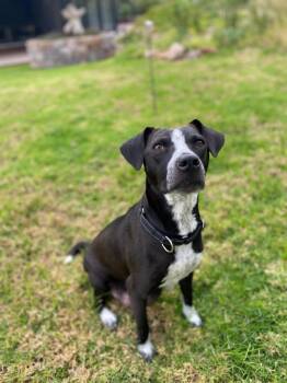 Mamma Stevie Nicks -  Terrier Dog for Adoption in Rollingwood, Texas - Mamma Stevie Nicks | PetCurious
