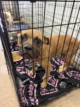 Taco Mama -  Terrier Dog for Adoption in Mobile, Alabama - Taco Mama | PetCurious