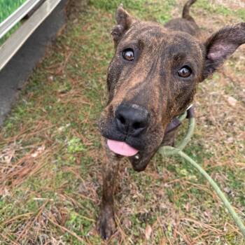 Terrier and Retriever Dogs Available for Adoption - Casanova | PetCurious