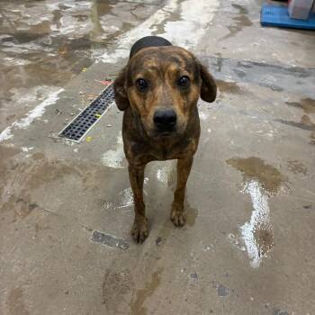 Mixed Breed Dogs Available for Adoption - August | PetCurious