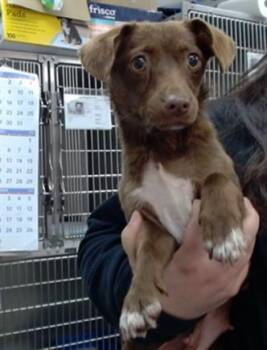 MAVIS -  Chihuahua and Mixed Breed Dog for Adoption in Salinas, California - MAVIS | PetCurious