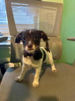 Jack Russell Terrier and Parson Russell Terrier Dogs Available for Adoption - Freckles | PetCurious