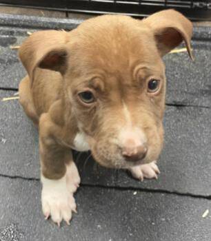 Rescue Pit Bull Terrier Dogs for Adoption in Victorville, California - STRAY 4086 HOLD UNTIL 12/1/2025 (1003)*FOSTER OR RESCUE* | PetCurious