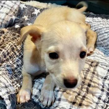 St. Croix -  Labrador Retriever and Rat Terrier Dog for Adoption in Buffalo, Minnesota - St. Croix | PetCurious