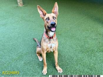 KLARA -  Mixed Breed Dog for Adoption in West Palm Beach, Florida - KLARA | PetCurious