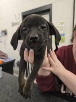 Border Terrier and Poodle Dogs Available for Adoption - Amaze | PetCurious
