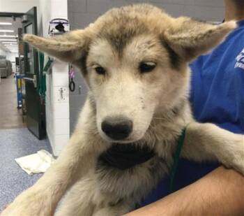 Siberian Husky and Mixed Breed Dogs Available for Adoption in Thousand Palms, California - JIMMY | PetCurious