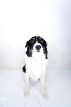Chelley -  Australian Shepherd Dog for Adoption in Bixby, Oklahoma - Chelley | PetCurious