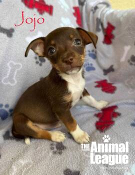 Jojo -  Chihuahua and Shih Tzu Dog for Adoption in Groveland, Florida - Jojo | PetCurious