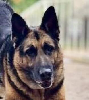 Rescue German Shepherd Dog Dogs for Adoption in Longview, Washington - Wilber | PetCurious