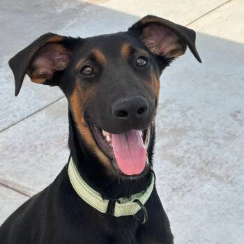 Wendy -  Mixed Breed Dog for Adoption in Medford, Oregon - Wendy | PetCurious