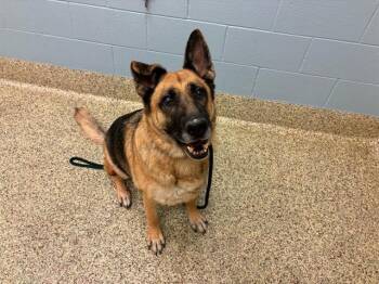 JADE -  German Shepherd Dog Dog for Adoption in Colorado Springs, Colorado - JADE | PetCurious