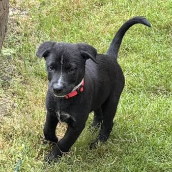 Labrador Retriever Dogs Available for Adoption in Fort Worth, Texas - Freya Valley | PetCurious
