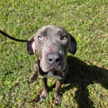 Dillon -  Pit Bull Terrier Dog for Adoption in Greensboro, North Carolina - Dillon | PetCurious